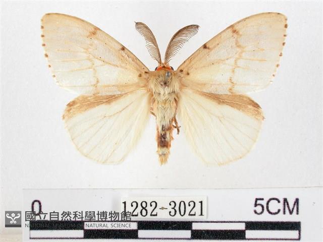 木毒蛾藏品圖，第1張