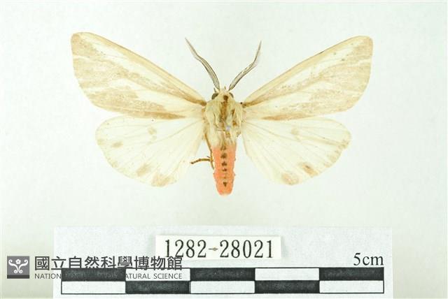 赭新污燈蛾藏品圖，第1張