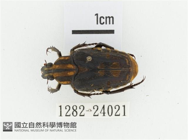 黃斑陷紋金龜藏品圖，第1張