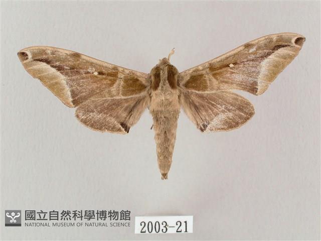 白點天蛾 藏品圖，第1張