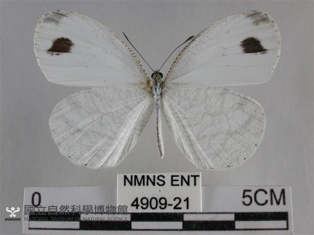 纖粉蝶、黑點粉蝶藏品圖，第1張