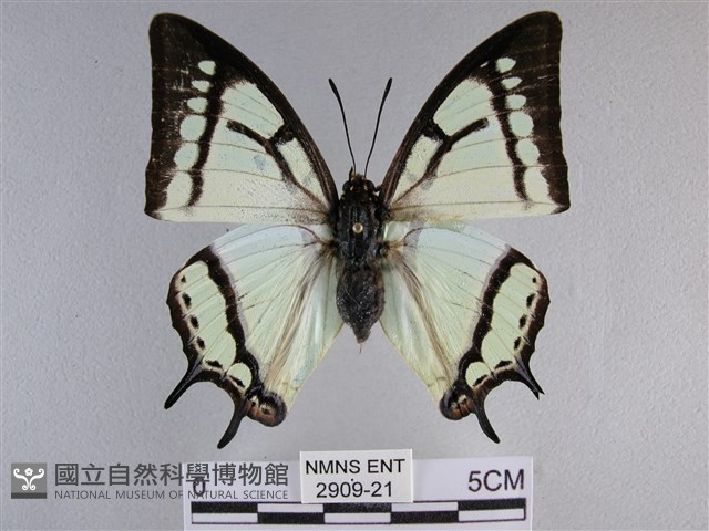 小雙尾蛺蝶藏品圖，第1張