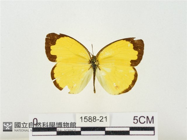 島嶼黃蝶、江崎黃蝶藏品圖，第1張