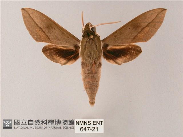 藏斜紋天蛾藏品圖，第1張