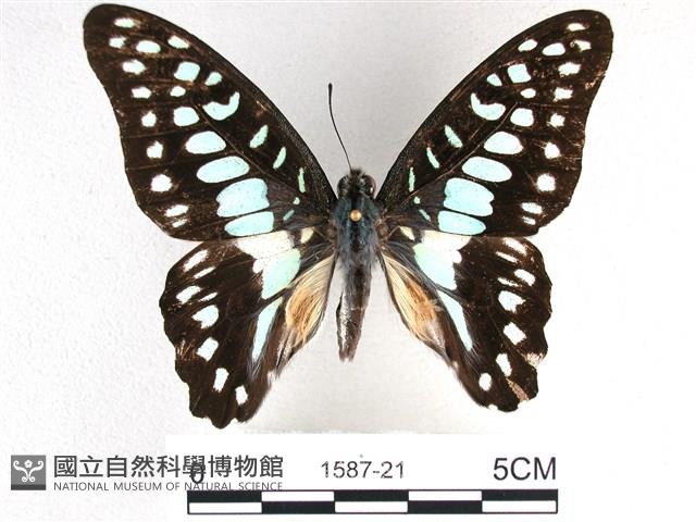 木蘭青鳳蝶藏品圖，第1張
