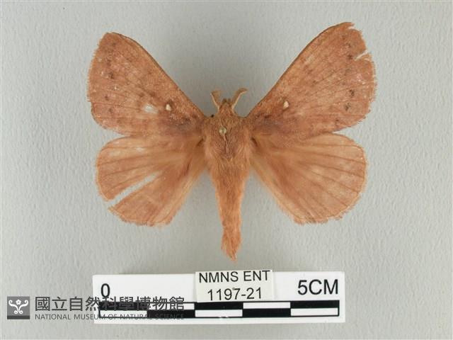 波紋枯葉蛾藏品圖，第1張