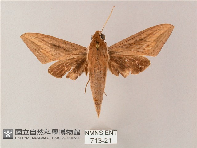 直翅斜紋天蛾藏品圖，第1張
