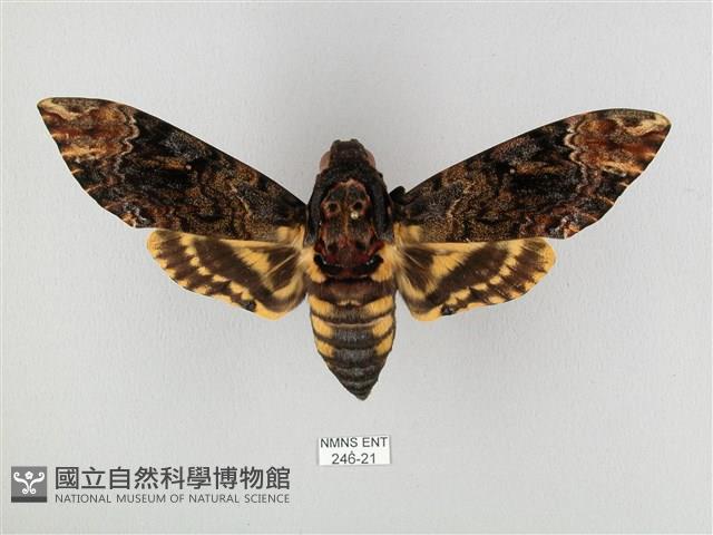 鬼臉天蛾藏品圖，第1張