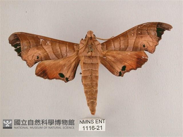 黑角六點天蛾藏品圖，第1張