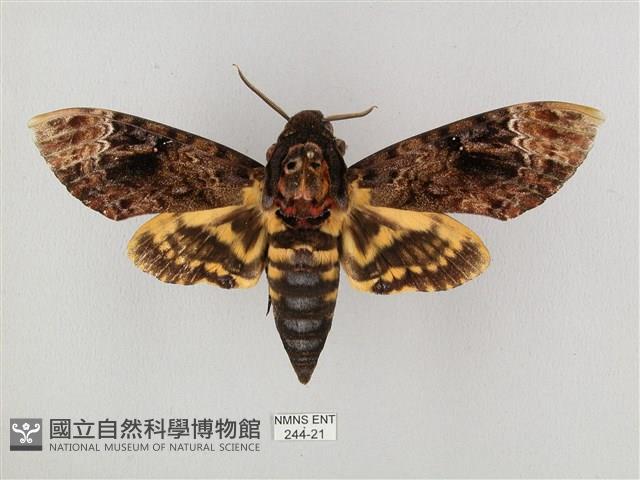 鬼臉天蛾藏品圖，第1張