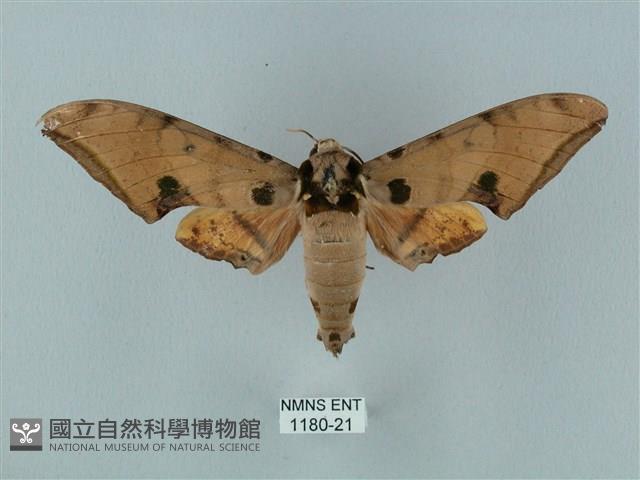 裂斑鷹翅天蛾藏品圖，第1張