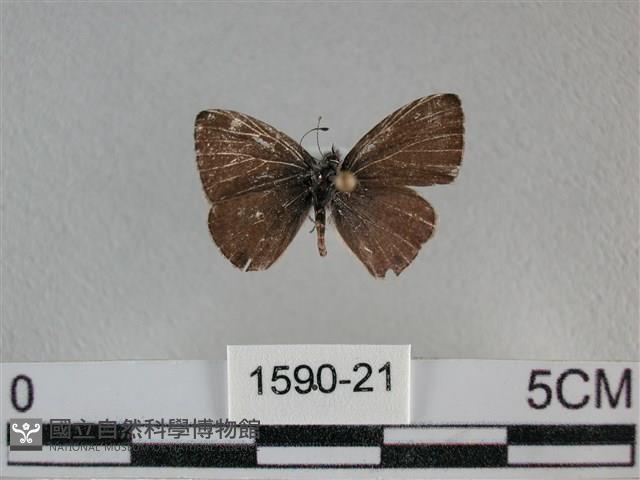 波灰蝶藏品圖，第1張