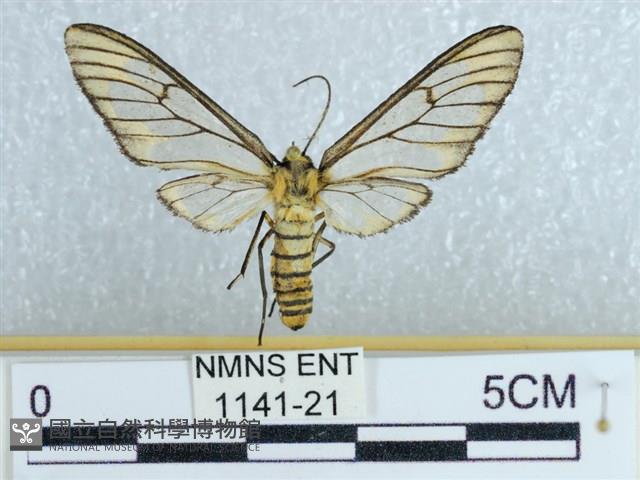 登錄號:001141-00021藏品圖，第1張