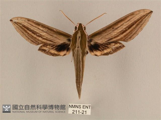 棕綠背線天蛾藏品圖，第1張