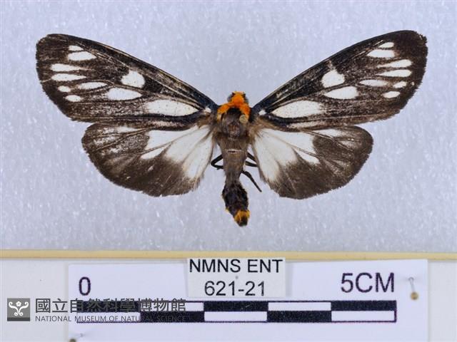 巨網燈蛾藏品圖，第1張