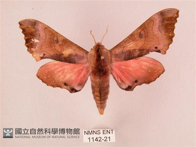 桃紅六點天蛾藏品圖，第1張