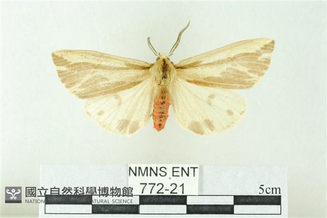 赭新污燈蛾藏品圖，第1張