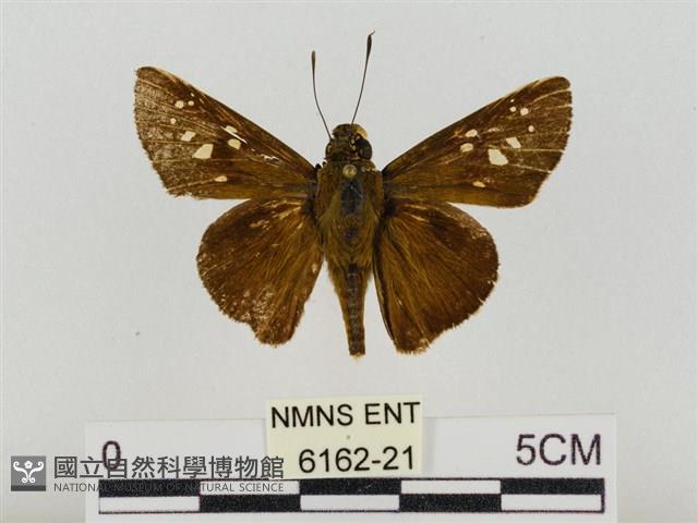 巨褐弄蝶藏品圖，第1張
