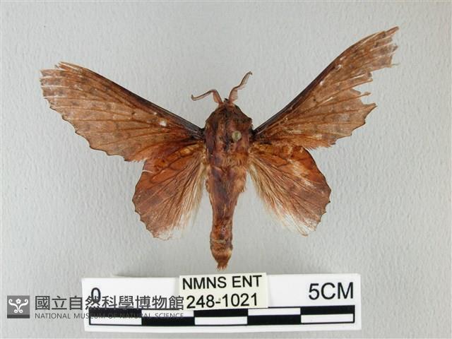 鋸緣枯葉蛾藏品圖，第1張