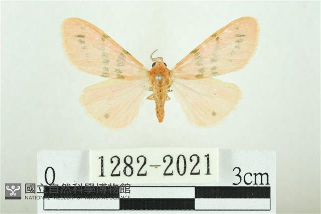 三條橙燈蛾藏品圖，第1張