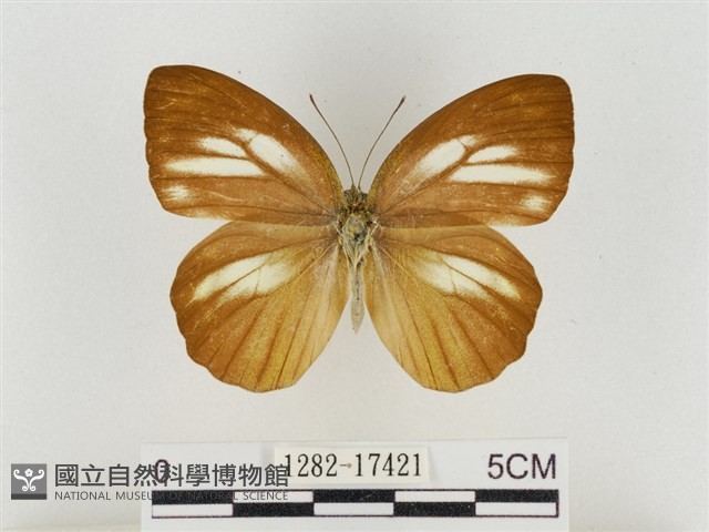淡褐脈粉蝶藏品圖，第1張