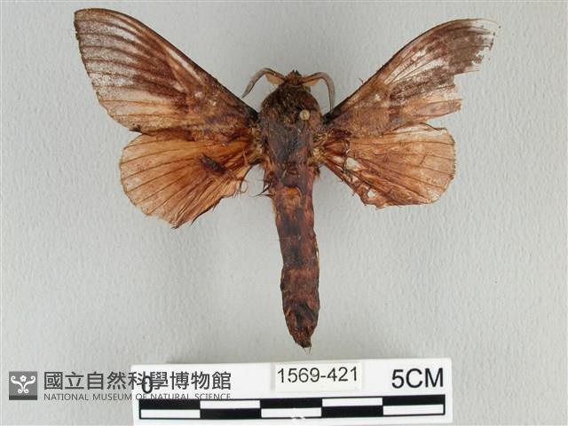 大褐斑枯葉蛾藏品圖，第1張