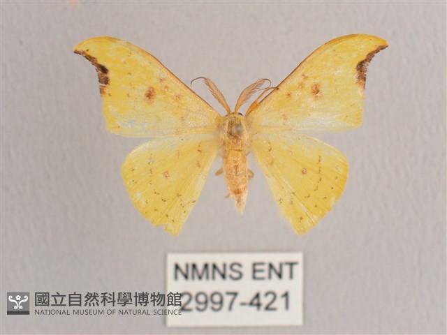 彎黑黃鉤蛾藏品圖，第1張