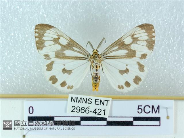 粉蝶燈蛾藏品圖，第1張