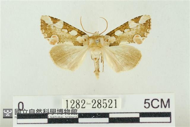 連珠波紋蛾藏品圖，第1張