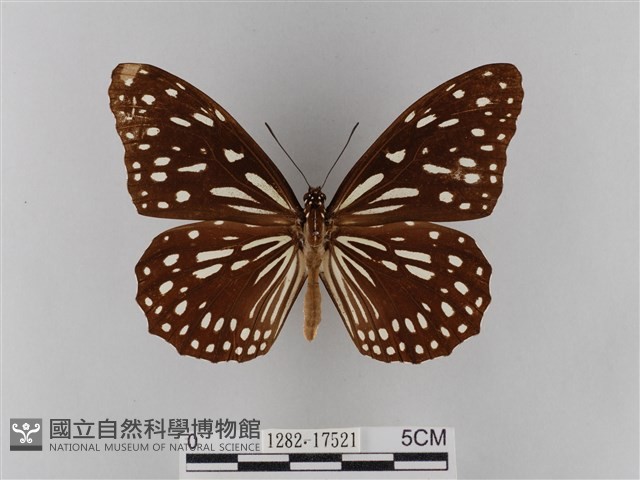 淡紋青斑蝶藏品圖，第1張