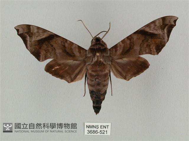 半緣缺角天蛾藏品圖，第1張