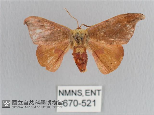 銀端帶鉤蛾藏品圖，第1張