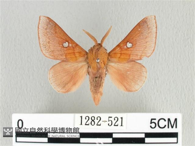 月斑枯葉蛾藏品圖，第1張