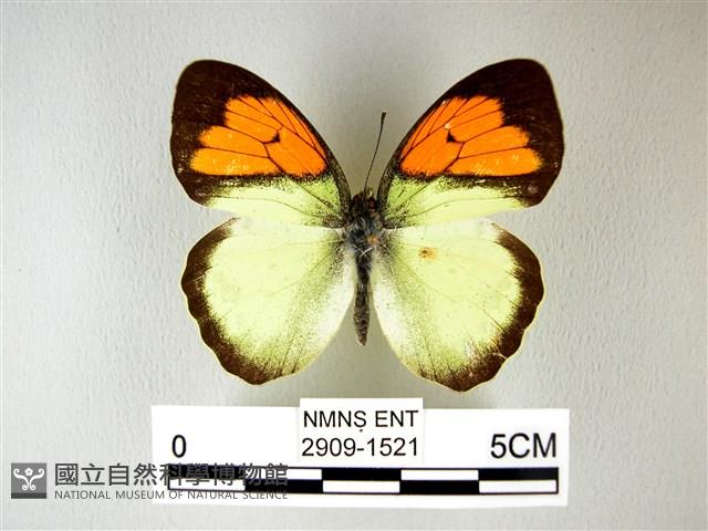 異粉蝶、雌白黃蝶藏品圖，第1張
