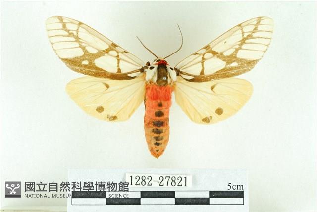 乳白斑燈蛾藏品圖，第1張