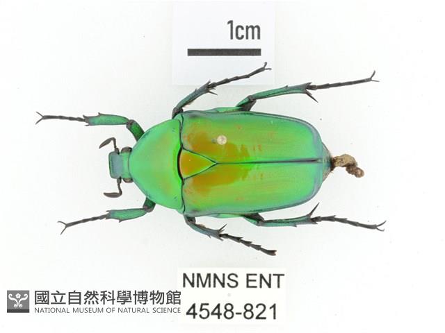 金艷騷金龜藏品圖，第1張