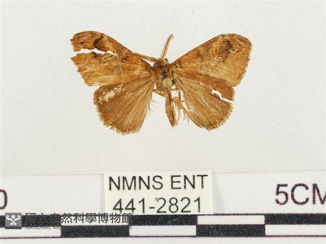 小白紋毒蛾藏品圖，第1張