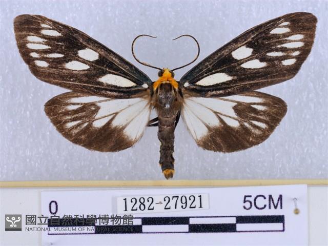 巨網燈蛾藏品圖，第1張