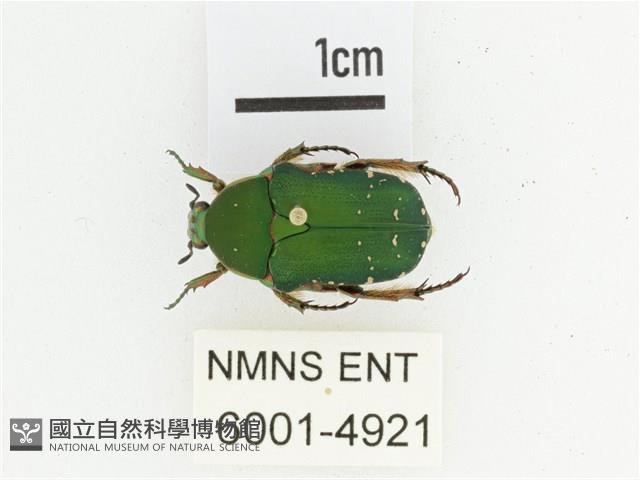 艷邊花金龜藏品圖，第1張