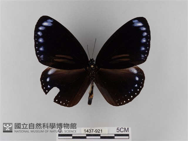 雙標紫斑蝶藏品圖，第1張