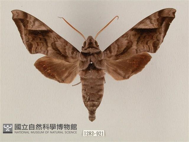 全緣缺角天蛾藏品圖，第1張