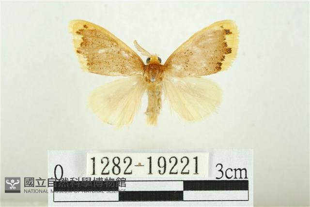 黑翅黃毒蛾藏品圖，第1張