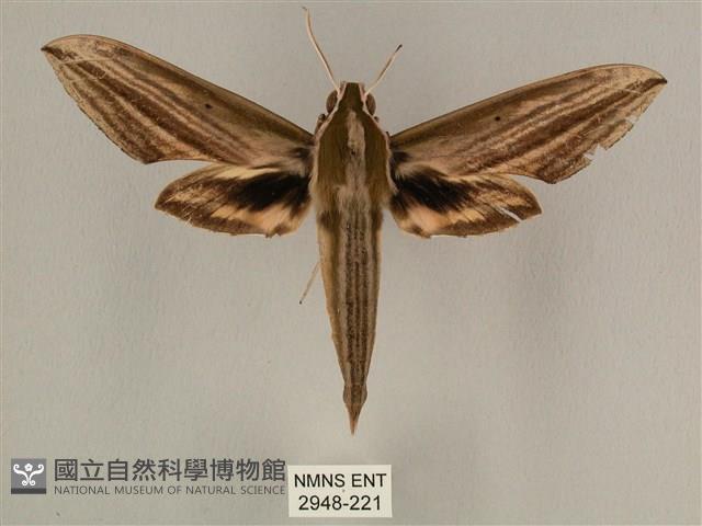 棕綠背線天蛾藏品圖，第1張
