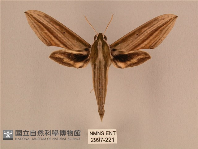 棕綠背線天蛾藏品圖，第1張