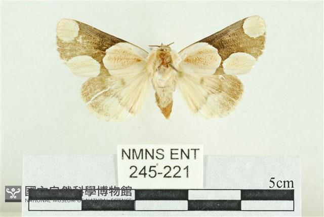 臺灣斑蕊夜蛾藏品圖，第1張