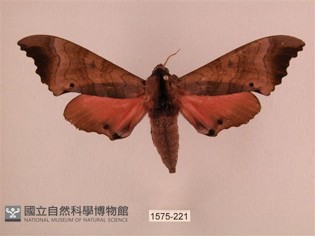 桃紅六點天蛾藏品圖，第1張