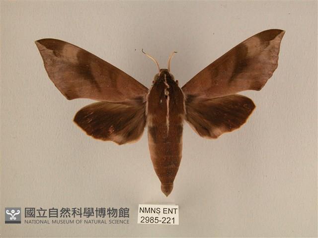 背中白天蛾藏品圖，第1張