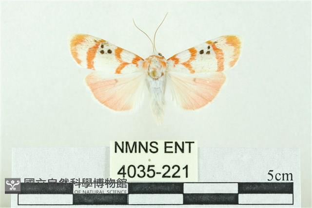 臺雪苔蛾藏品圖，第1張