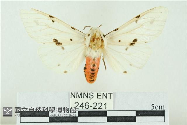 菊池污燈蛾藏品圖，第1張