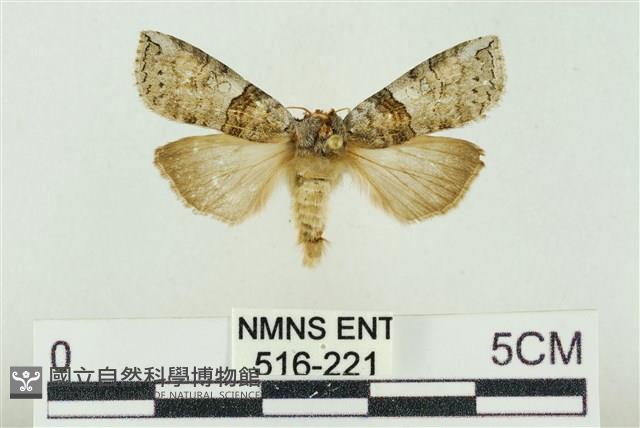 帶波紋蛾藏品圖，第1張